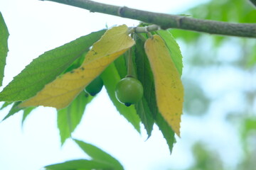 Close-Up of Green Kares Fruit on Tree Branch with Yellowing Leaves Ideal for Mockup Design