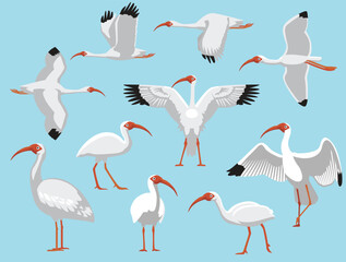 American White Ibis Bird Various Poses Cartoon Vector Character
