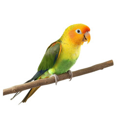 Fototapeta premium Vibrant Parrot on Branch on transparent background.