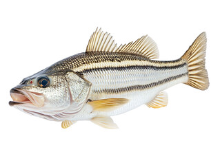 White striped bass fish isolated on transparent background