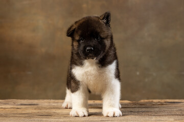 American Akita puppy on a uniform background