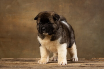 American Akita puppy on a uniform background