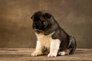 American Akita puppy on a uniform background