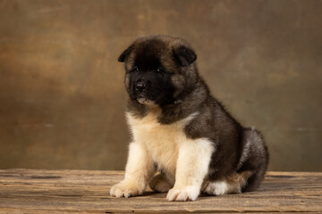 American Akita puppy on a uniform background