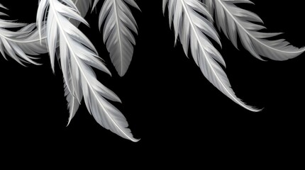 Obraz premium Black and white photography, delicate leaves, soft focus, dramatic contrast, ethereal mood, organic shapes, minimalist composition, botanical study, light and shadow play, graceful curves, feathery