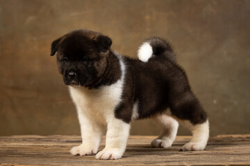 American Akita puppy on a uniform background