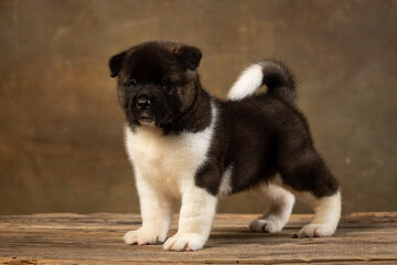 American Akita puppy on a uniform background