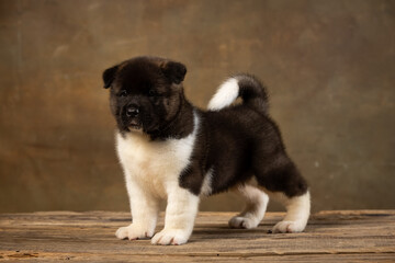 American Akita puppy on a uniform background