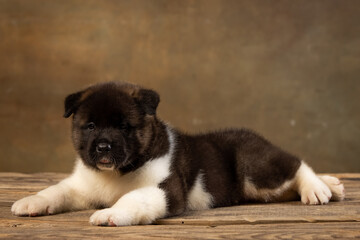 American Akita puppy on a uniform background