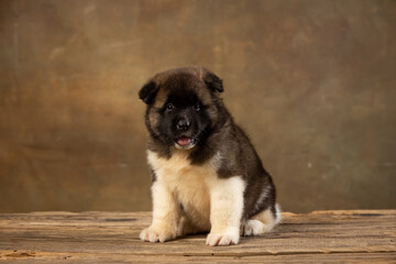 American Akita puppy on a uniform background