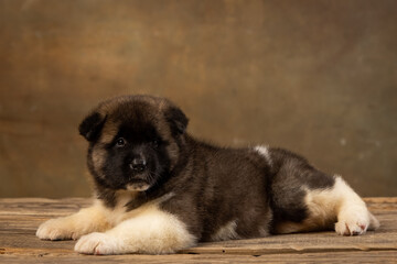 American Akita puppy on a uniform background
