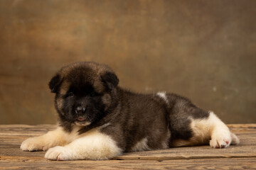 American Akita puppy on a uniform background