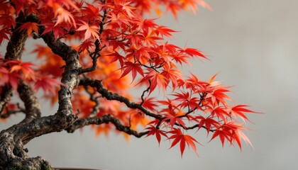 Vibrant red maple bonsai with delicate branches and leaves