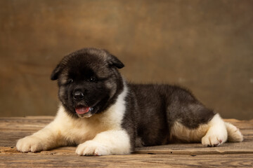 American Akita puppy on a uniform background