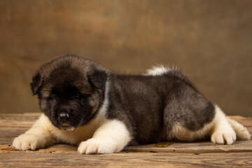 Obraz premium American Akita puppy on a uniform background