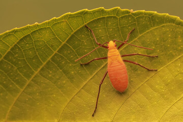 A young milkweed assassin bug eats wild plant leaves. This insect has the scientific name Zelus...