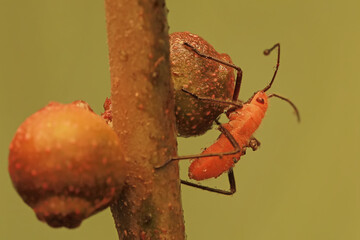 A young milkweed assassin bug eats the fruit of a wild plant. This insect has the scientific name...