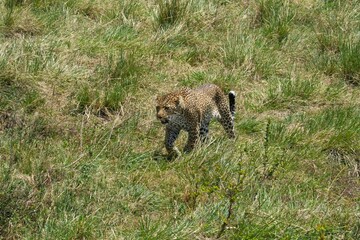 A leopard is patrolling his territory through the golden grass on the savanna of the Maasai Mara, Kenya