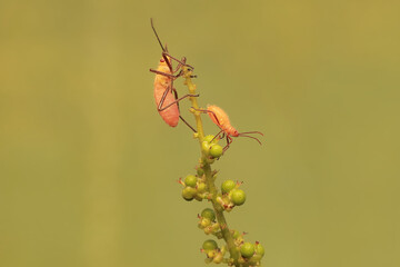 Three young milkweed assassin bugs eating wild plant fruits . This insect has the scientific name Zelus longipes.