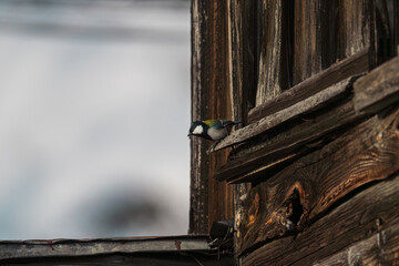 古民家に住み着くシジュウカラ
