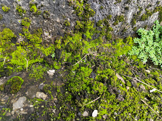 Green moss grows in damp places.
