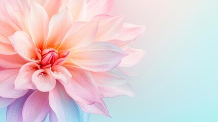 Fototapeta premium Pastel spring idea. A vibrant and delicate flower showcasing pink and white petals against a soft backdrop.