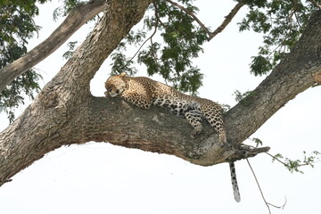 A leopard rests gracefully on the sturdy branch of a tree