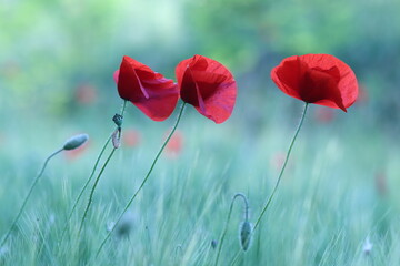 Obraz premium fiori di papavero in primavera in un campo