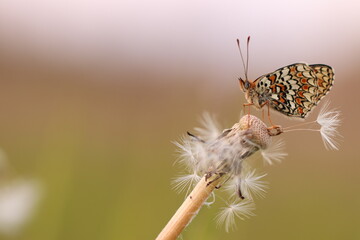 una farfalla melitaea al tramonto