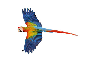 Colorful flying Red Dominant Camelot Macaw parrot isolated on transparent background png file