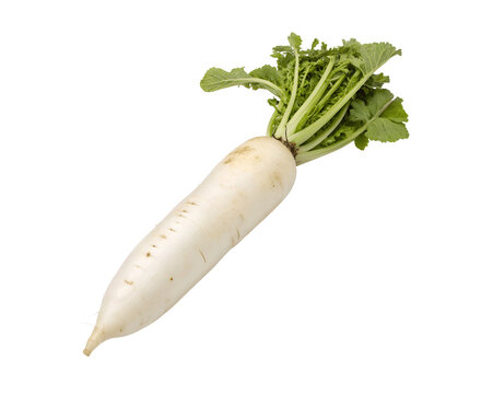 Fresh daikon radish isolated on a white transparent background, crisp and mild-flavored, perfect for organic produce marketing, healthy eating promotions, Asian cuisine recipes, and vegetable branding