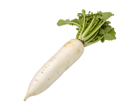 Fresh daikon radish isolated on a white transparent background, crisp and mild-flavored, perfect for organic produce marketing, healthy eating promotions, Asian cuisine recipes, and vegetable branding