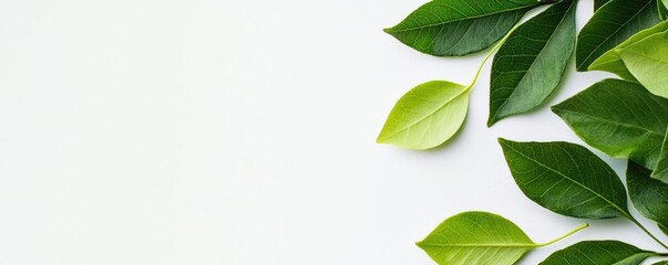 Fototapeta premium Pastel spring idea. A collection of fresh green leaves arranged elegantly on a white surface.