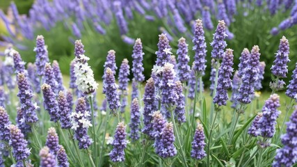 Obraz premium Cluster of white lavender flowers in a garden landscape, lavender field, nature scene