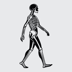 Human -skeleton  image silhouette vector art and illustration