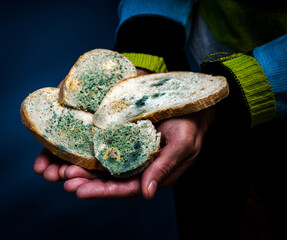 Homemade bread in the hand of an elderly man, food with mold, the development of microbes in...