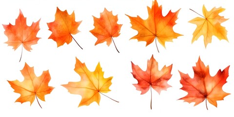 Watercolor Set of Maple Autumn Leaves Isolated on White Background