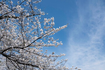 桜と青空