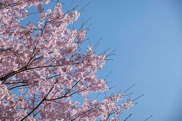 空に向かって伸びる桜