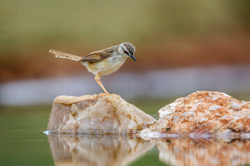 Black chested Prinia standing on rock in middle of water with reflection  in Greater Kruger...