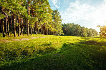 A fabulous view of a green forest with coniferous trees and shining grass in sunny weather. Location is Ukraine, Europe.