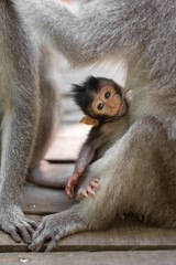 The monkey family, mother and baby. Macaca fascicularis, crab-eating macaque, long-tailed macaque in Monkey Forest, Ubud, Bali, Indonesia. Close up. Cute Monkeys. Animal in wild nature