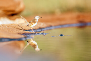 Black chested Prinia along waterhole with reflection in Greater Kruger National park, South Africa...