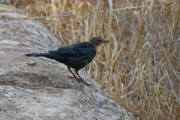 Obraz premium A Young Blackbird in a Field