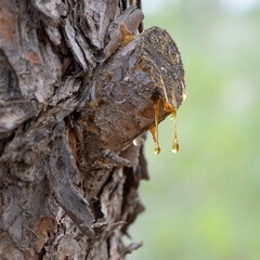Resin Dripping from a Branch Stump