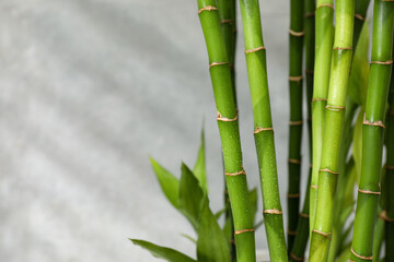 Obraz premium Beautiful decorative bamboo plant on blurred background, closeup. Space for text