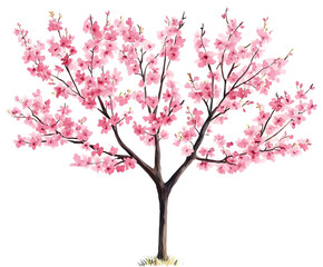 PNG Cherry Blossom Trees blossom illustration watercolor.