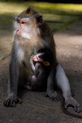 The monkey family, mother and baby. Macaca fascicularis, crab-eating macaque, long-tailed macaque in Monkey Forest, Ubud, Bali, Indonesia. Close up. Cute Monkeys. Animal in wild nature