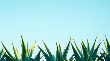 Bright Green Agave Plants with Sharp Leaves Against Blue Sky
