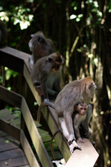 The monkey family, mother and baby. Macaca fascicularis, crab-eating macaque, long-tailed macaque in Monkey Forest, Ubud, Bali, Indonesia. Close up. Cute Monkeys. Animal in wild nature